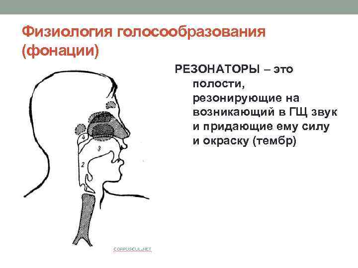 Физиология голосообразования (фонации) РЕЗОНАТОРЫ – это полости, резонирующие на возникающий в ГЩ звук и