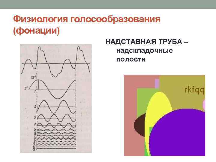 Физиология голосообразования (фонации) НАДСТАВНАЯ ТРУБА – надскладочные полости 