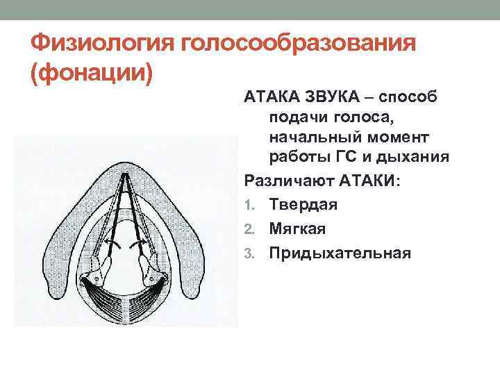 Физиология голосообразования (фонации) АТАКА ЗВУКА – способ подачи голоса, начальный момент работы ГС и