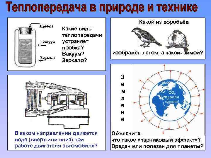 Пробка Вакуум Зеркало Какой из воробьёв Какие виды теплопередачи устраняет пробка? Вакуум? Зеркало? изображён