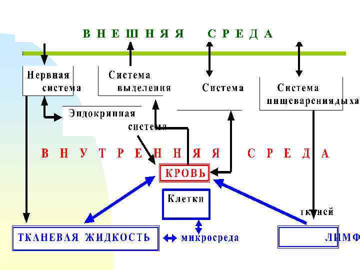 В Н Е Ш Н Я Я С Р Е Д А 