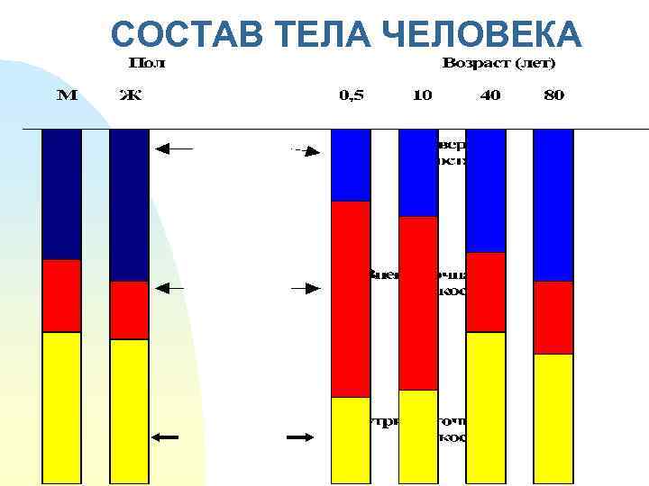 СОСТАВ ТЕЛА ЧЕЛОВЕКА 
