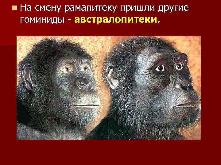 n На смену рамапитеку пришли другие гоминиды - австралопитеки. 