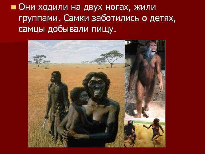 n Они ходили на двух ногах, жили группами. Самки заботились о детях, самцы добывали