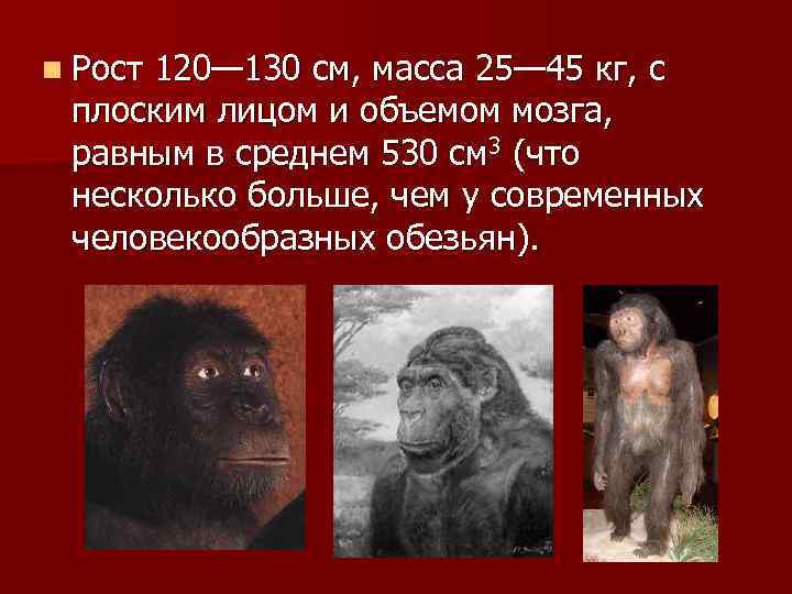 n Рост 120— 130 см, масса 25— 45 кг, с плоским лицом и объемом