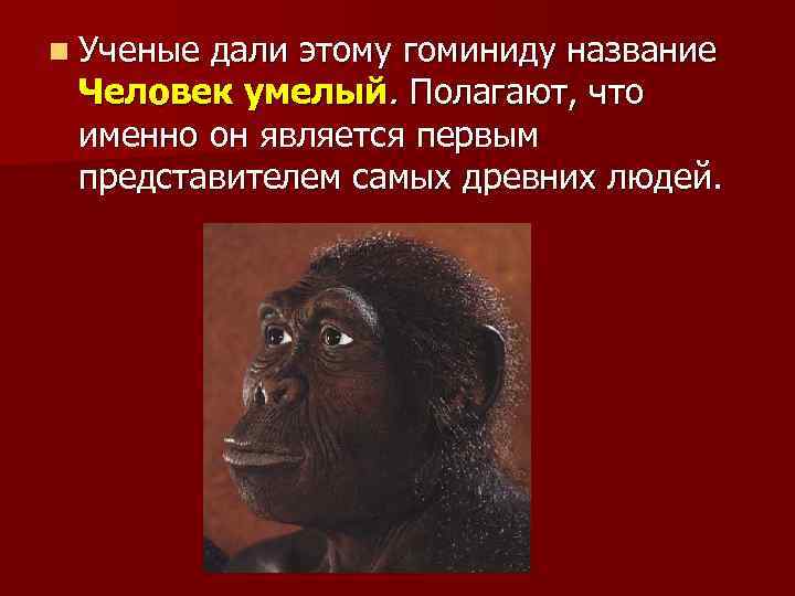 n Ученые дали этому гоминиду название Человек умелый. Полагают, что именно он является первым