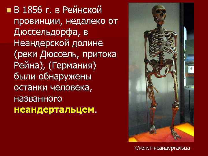 n. В 1856 г. в Рейнской провинции, недалеко от Дюссельдорфа, в Неандерской долине (реки