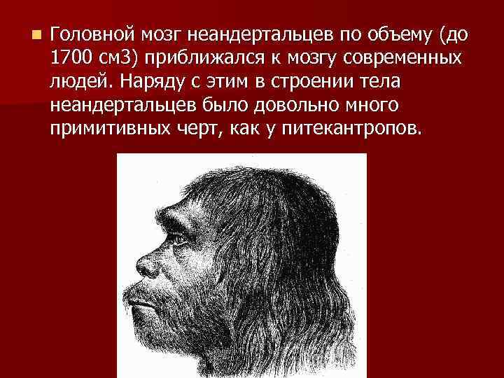 n Головной мозг неандертальцев по объему (до 1700 см 3) приближался к мозгу современных