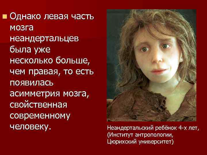 n Однако левая часть мозга неандертальцев была уже несколько больше, чем правая, то есть