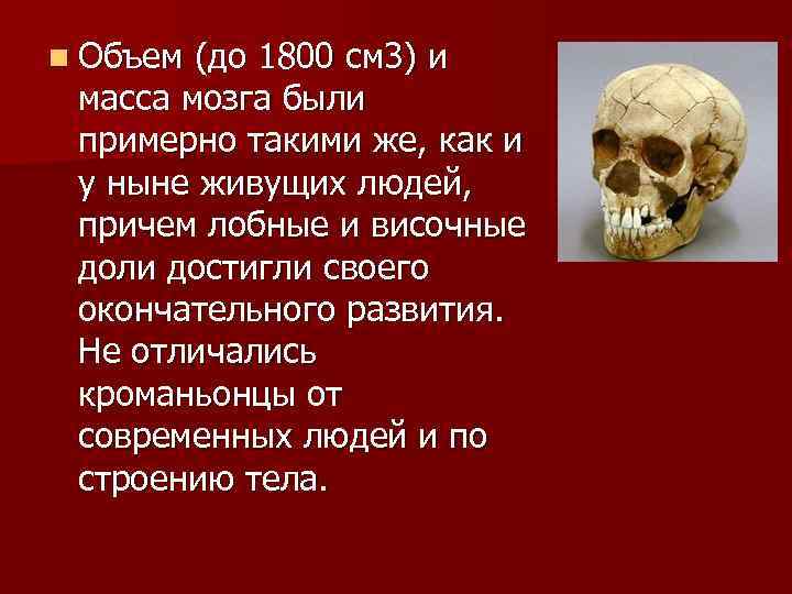n Объем (до 1800 см 3) и масса мозга были примерно такими же, как