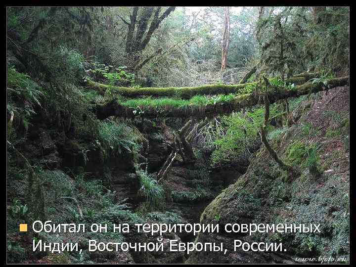 n Обитал он на территории современных Индии, Восточной Европы, России. 