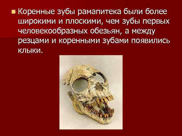 n Коренные зубы рамапитека были более широкими и плоскими, чем зубы первых человекообразных обезьян,