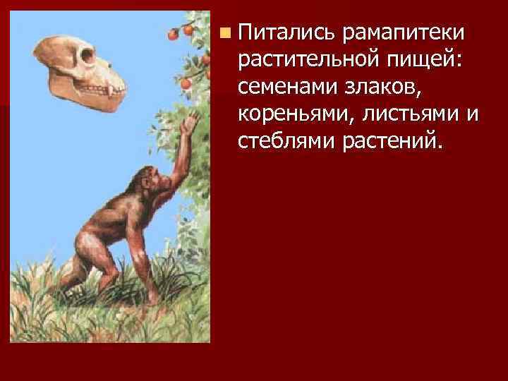 n Питались рамапитеки растительной пищей: семенами злаков, кореньями, листьями и стеблями растений. 