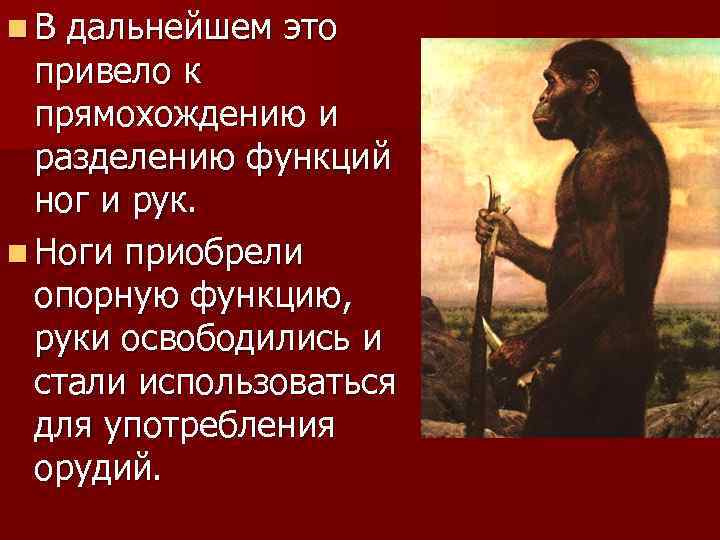 n. В дальнейшем это привело к прямохождению и разделению функций ног и рук. n