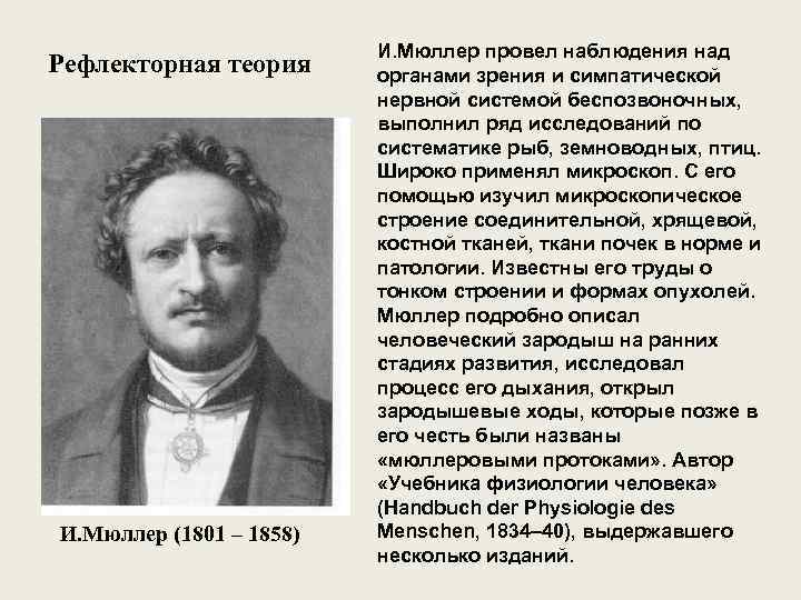 Рефлекторная теория И. Мюллер (1801 – 1858) И. Мюллер провел наблюдения над органами зрения
