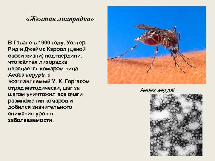  «Желтая лихорадка» В Гаване в 1900 году, Уолтер Рид и Джеймс Кэррол (ценой