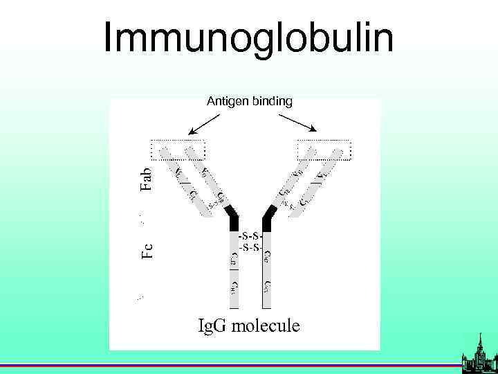 Immunoglobulin Antigen binding 