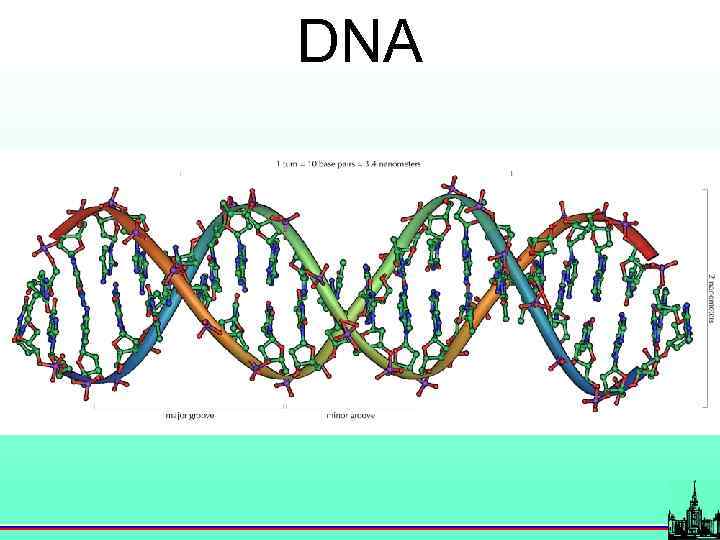 DNA 