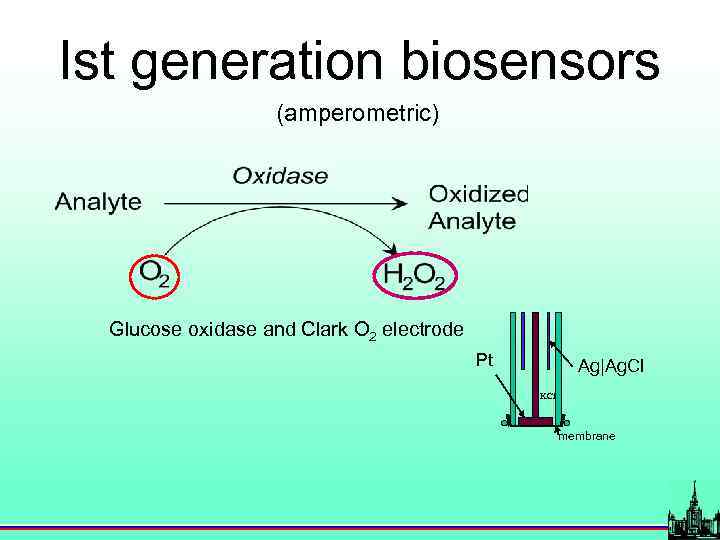 Ist generation biosensors (amperometric) Glucose oxidase and Clark O 2 electrode Pt Ag|Ag. Cl