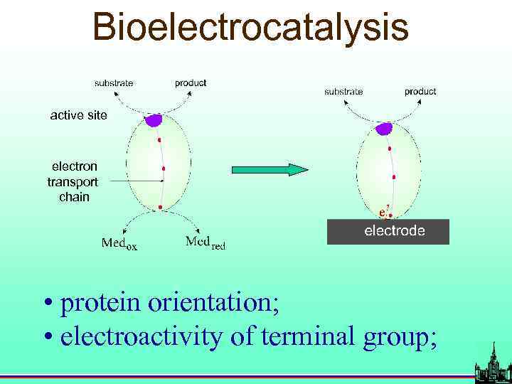 Bioelectrocatalysis active site electron transport chain • protein orientation; • electroactivity of terminal group;