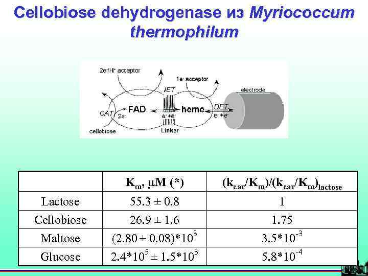 Cellobiose dehydrogenase из Myriococcum thermophilum Km, µM (*) (kcат/Km)/(kcат/Km)lactose Lactose 55. 3 ± 0.