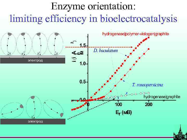 Enzyme orientation: limiting efficiency in bioelectrocatalysis 