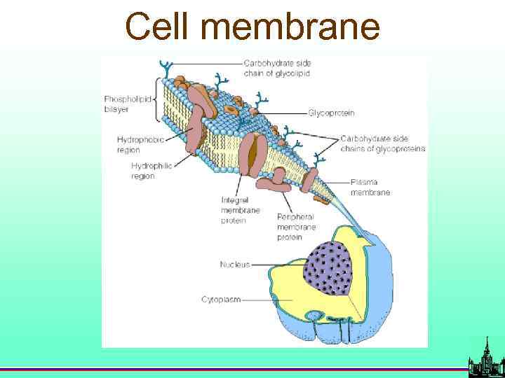 Cell membrane 