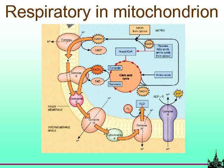 Respiratory in mitochondrion 