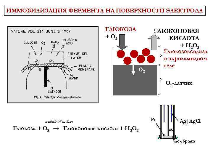 ИММОБИЛИЗАЦИЯ ФЕРМЕНТА НА ПОВЕРХНОСТИ ЭЛЕКТРОДА ГЛЮКОЗА + O 2 ГЛЮКОНОВАЯ КИСЛОТА + H 2