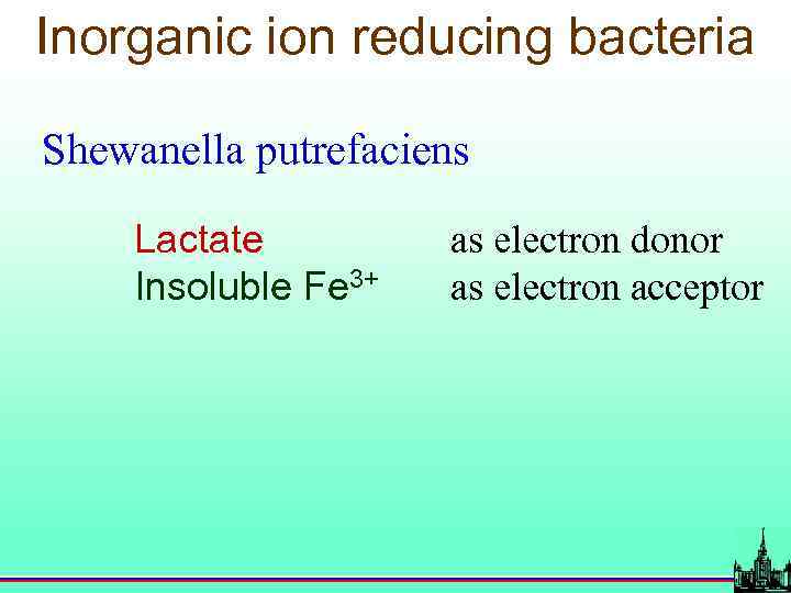 Inorganic ion reducing bacteria Shewanella putrefaciens Lactate Insoluble Fe 3+ as electron donor as