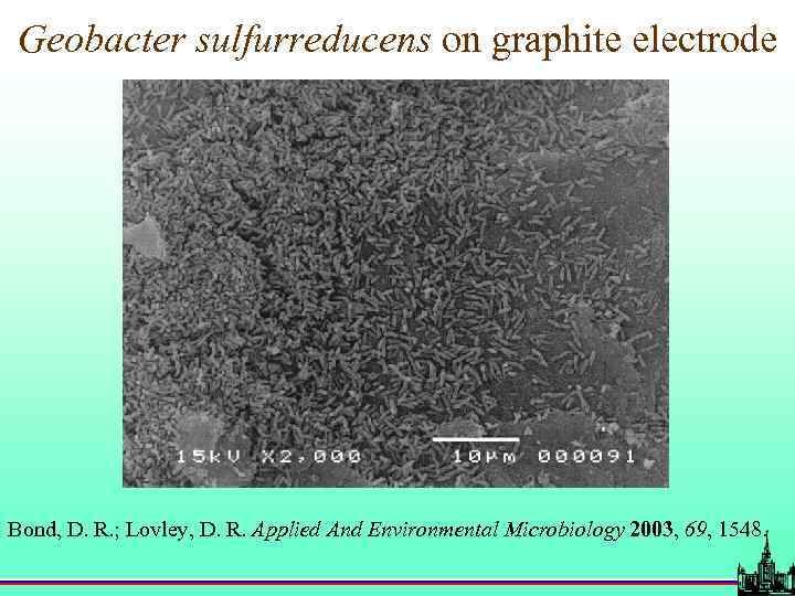 Geobacter sulfurreducens on graphite electrode Bond, D. R. ; Lovley, D. R. Applied And