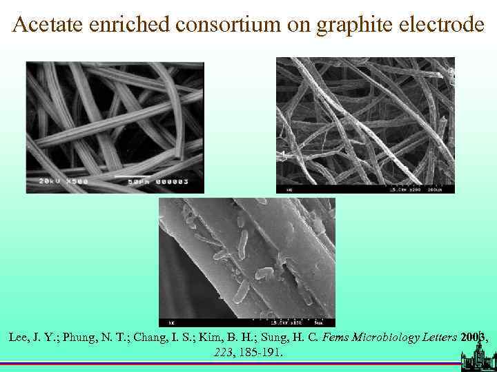 Acetate enriched consortium on graphite electrode Lee, J. Y. ; Phung, N. T. ;