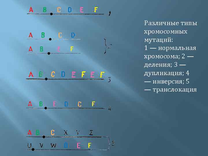 Различные типы хромосомных мутаций: 1 — нормальная хромосома; 2 — деления; 3 — дупликация;