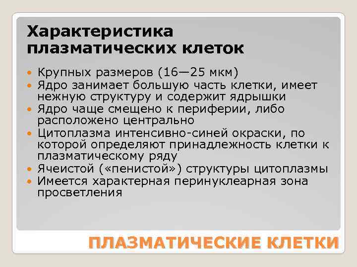 Характеристика плазматических клеток Крупных размеров (16— 25 мкм) Ядро занимает большую часть клетки, имеет