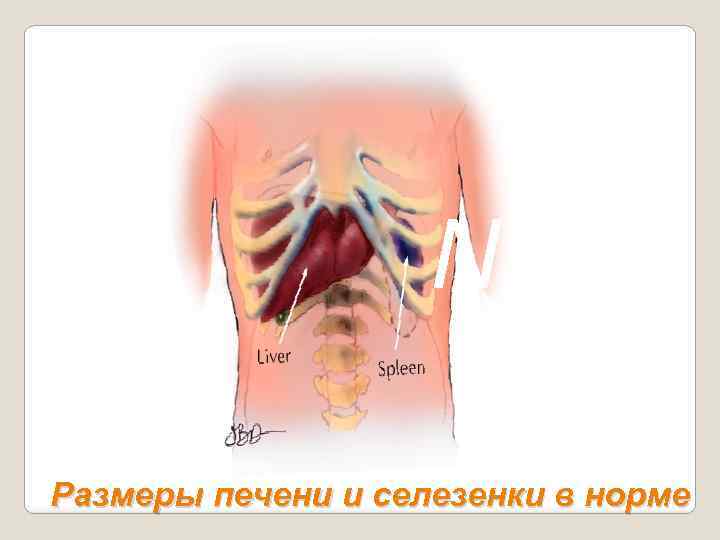 N Размеры печени и селезенки в норме 