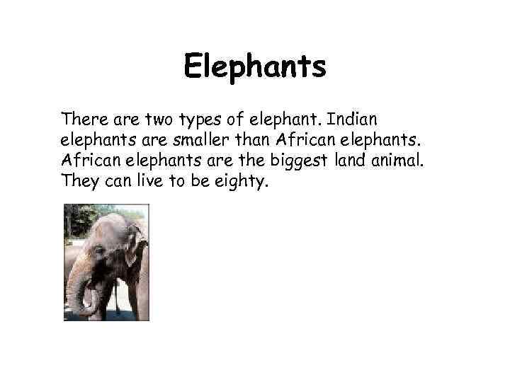 Elephants There are two types of elephant. Indian elephants are smaller than African elephants