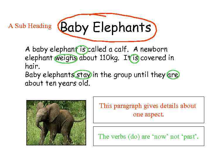 A Sub Heading Baby Elephants A baby elephant is called a calf. A newborn