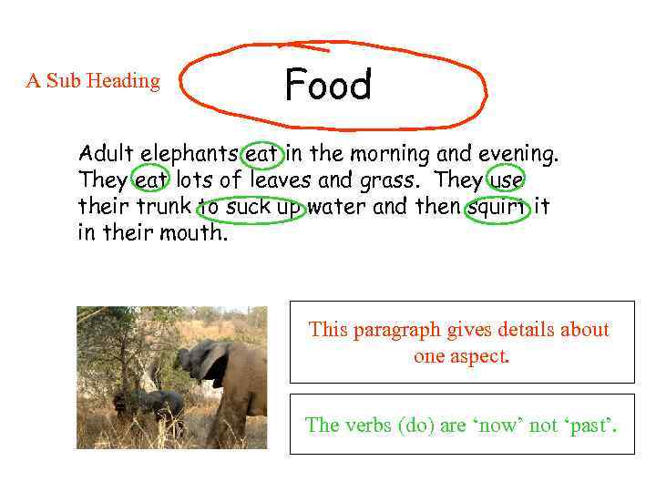A Sub Heading Food Adult elephants eat in the morning and evening. They eat