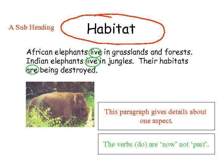 A Sub Heading Habitat African elephants live in grasslands and forests. Indian elephants live