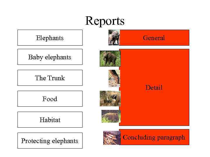 Reports Elephants General Baby elephants The Trunk Detail Food Habitat Protecting elephants Concluding paragraph
