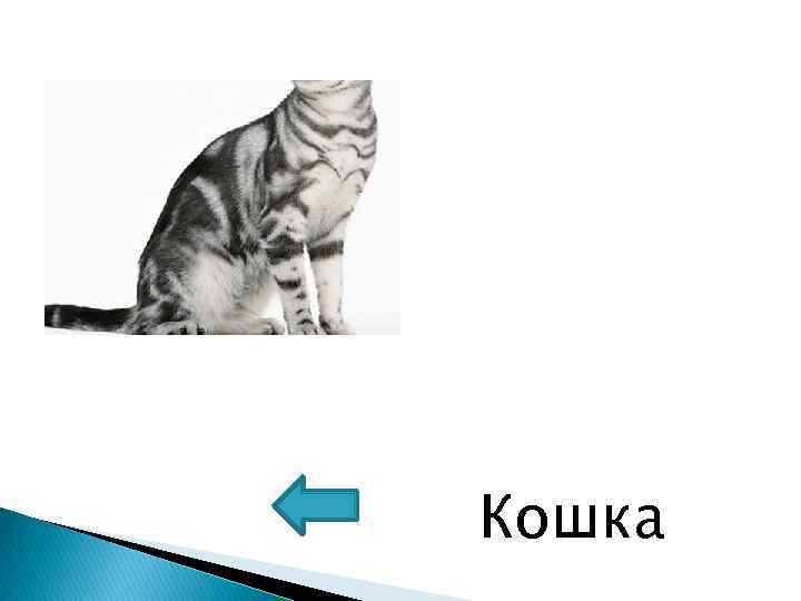 Кошка 