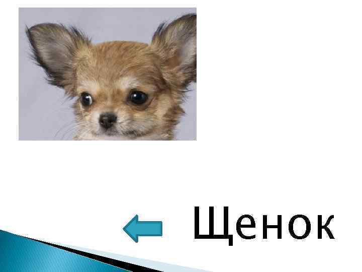 Щенок 