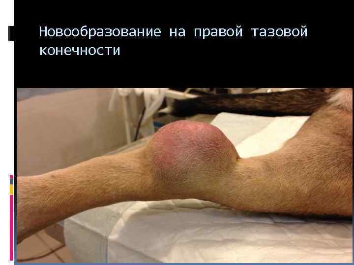 Новообразование на правой тазовой конечности 