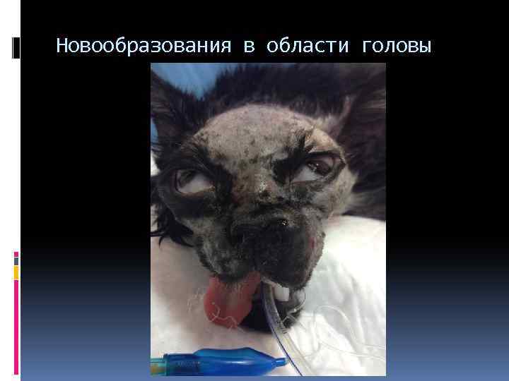 Новообразования в области головы 