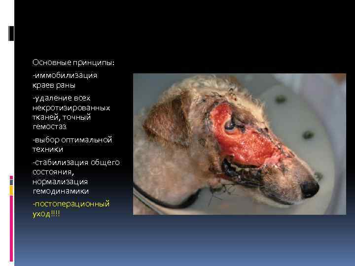 Основные принципы: -иммобилизация краев раны -удаление всех некротизированных тканей, точный гемостаз -выбор оптимальной техники