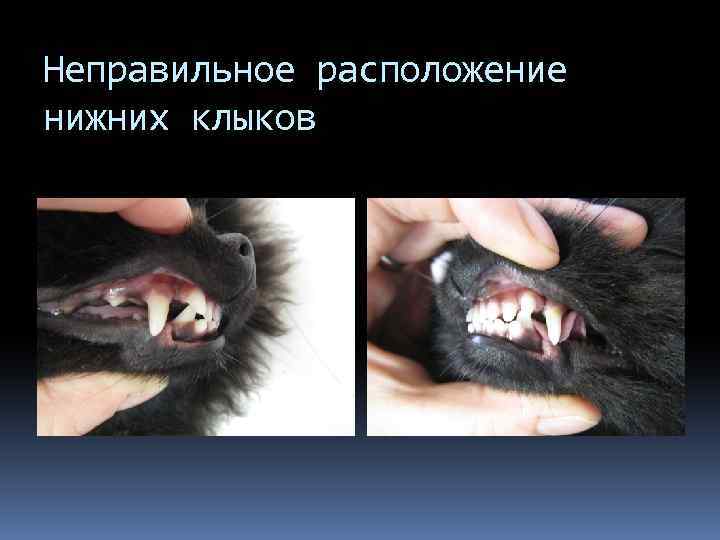 Неправильное расположение нижних клыков 