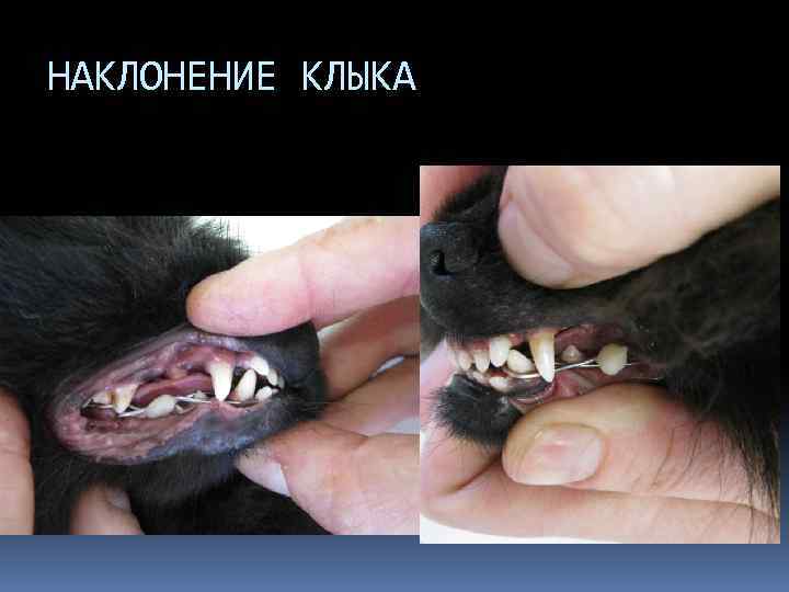 НАКЛОНЕНИЕ КЛЫКА 