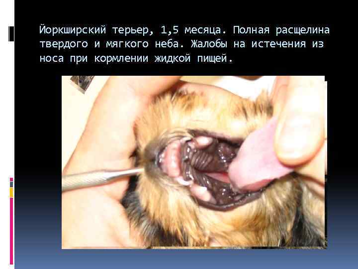 Йоркширский терьер, 1, 5 месяца. Полная расщелина твердого и мягкого неба. Жалобы на истечения