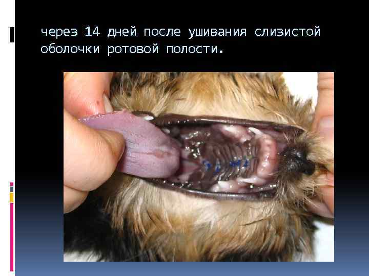 через 14 дней после ушивания слизистой оболочки ротовой полости. 