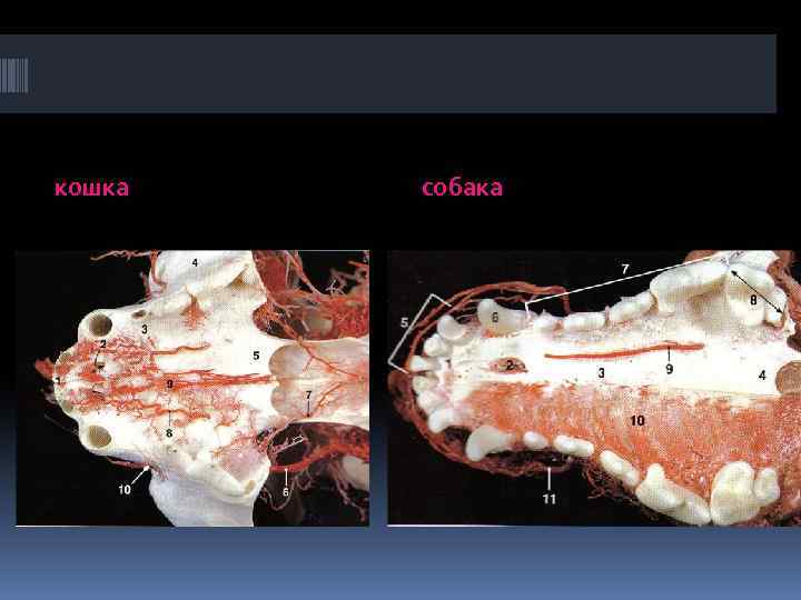 кошка собака 